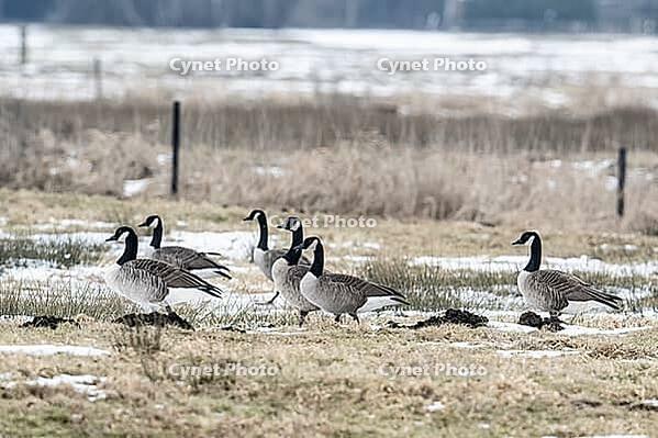 Canada geese (Branta canadensis), Lower Saxony, Germany [IBR124153276]