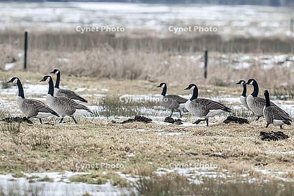 Canada geese (Branta canadensis), Lower Saxony, Germany [IBR124153277]