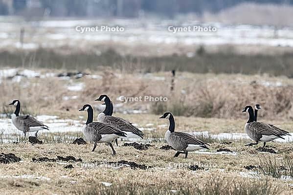 Canada geese (Branta canadensis), Lower Saxony, Germany [IBR124153278]