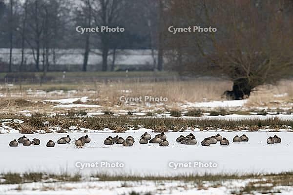 White-fronted geese (Anser albifrons), Lower Saxony, Germany [IBR124153281]