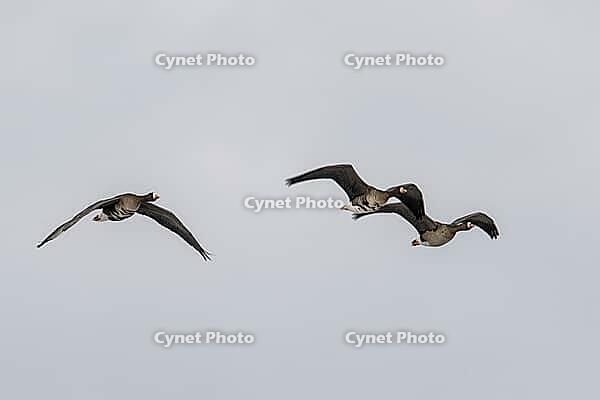 White-fronted geese (Anser albifrons), Lower Saxony, Germany [IBR124153282]