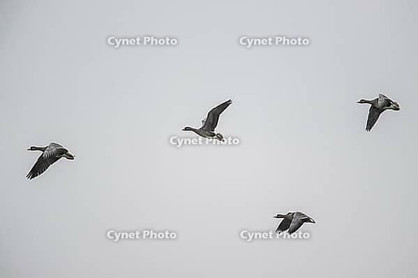 White-fronted geese (Anser albifrons), Lower Saxony, Germany [IBR124153283]