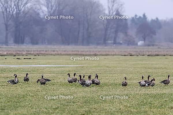 White-fronted geese (Anser albifrons), Lower Saxony, Germany [IBR124153284]