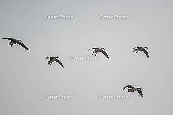 White-fronted geese (Anser albifrons), Lower Saxony, Germany [IBR124153285]