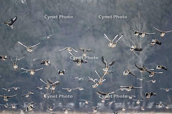 White-fronted geese (Anser albifrons), Lower Saxony, Germany [IBR124153287]