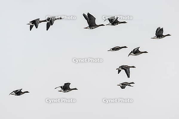 White-fronted geese (Anser albifrons), Lower Saxony, Germany [IBR124153288]
