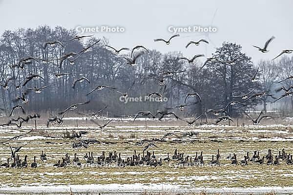 White-fronted geese (Anser albifrons), Lower Saxony, Germany [IBR124153289]
