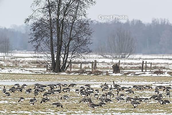 White-fronted geese (Anser albifrons), Lower Saxony, Germany [IBR124153290]