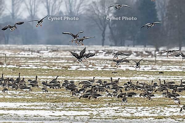White-fronted geese (Anser albifrons), Lower Saxony, Germany [IBR124153292]