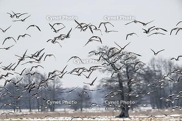White-fronted geese (Anser albifrons), Lower Saxony, Germany [IBR124153293]