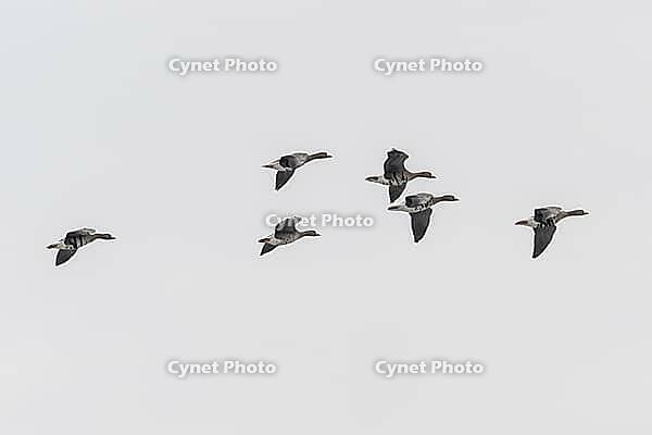 White-fronted geese (Anser albifrons), Lower Saxony, Germany [IBR124153294]