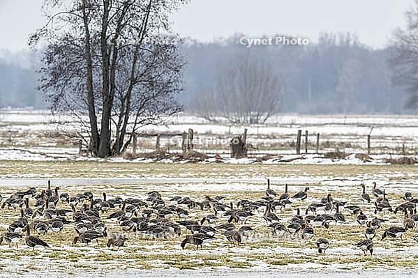 White-fronted geese (Anser albifrons), Lower Saxony, Germany [IBR124153295]