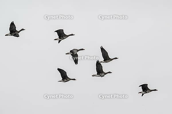 White-fronted geese (Anser albifrons), Lower Saxony, Germany [IBR124153296]
