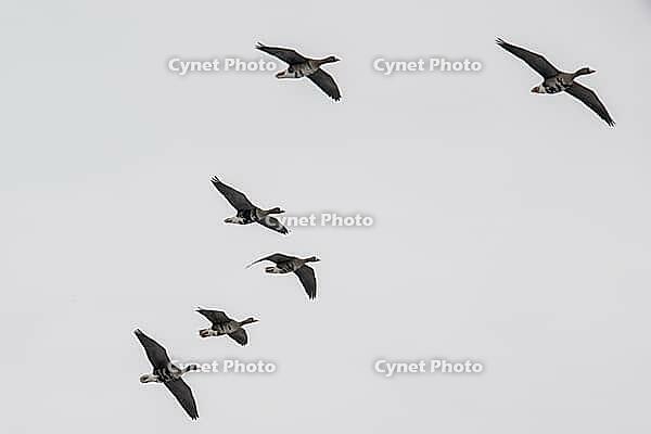 White-fronted geese (Anser albifrons), Lower Saxony, Germany [IBR124153297]