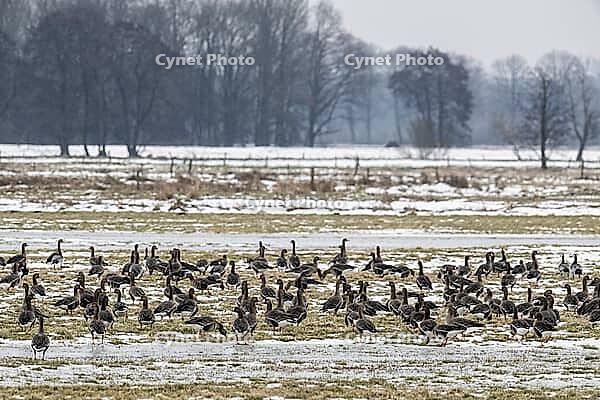 White-fronted geese (Anser albifrons), Lower Saxony, Germany [IBR124153300]