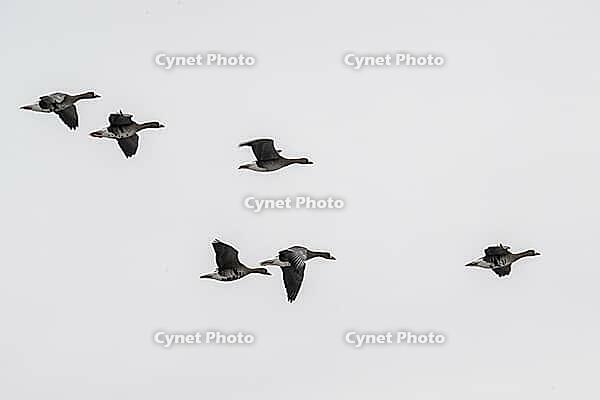 White-fronted geese (Anser albifrons), Lower Saxony, Germany [IBR124153301]