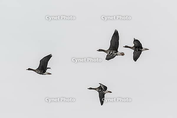 White-fronted geese (Anser albifrons), Lower Saxony, Germany [IBR124153304]