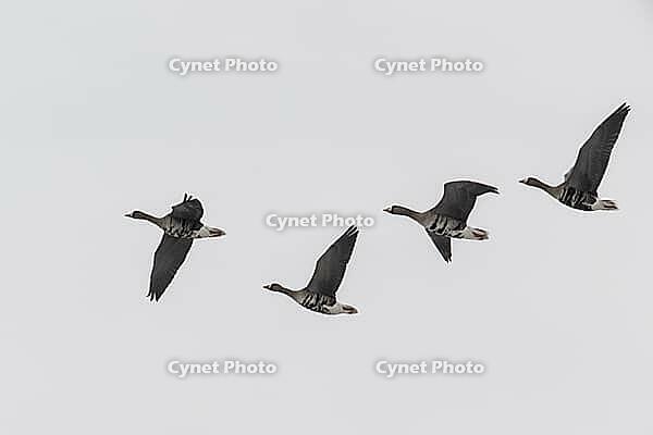 White-fronted geese (Anser albifrons), Lower Saxony, Germany [IBR124153306]