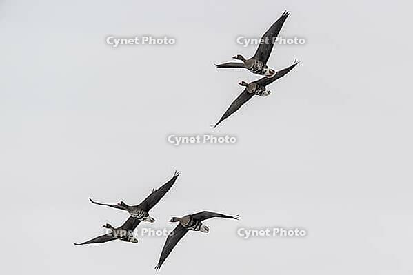 White-fronted geese (Anser albifrons), Lower Saxony, Germany [IBR124153307]