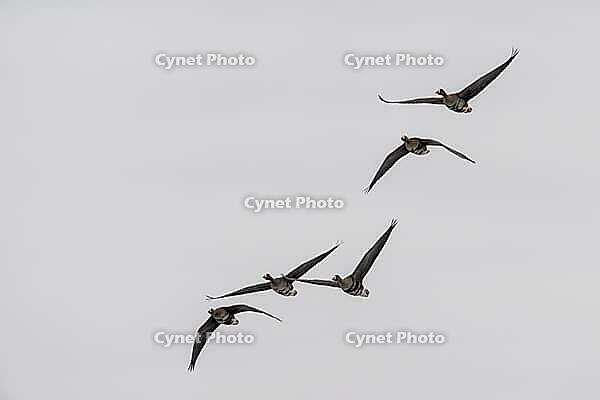 White-fronted geese (Anser albifrons), Lower Saxony, Germany [IBR124153308]