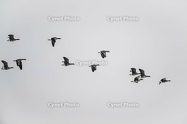 White-fronted geese (Anser albifrons), Lower Saxony, Germany [IBR124153309]
