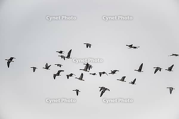 White-fronted geese (Anser albifrons), Lower Saxony, Germany [IBR124153310]