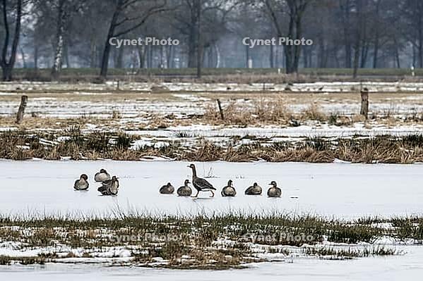 White-fronted geese (Anser albifrons), Lower Saxony, Germany [IBR124153313]