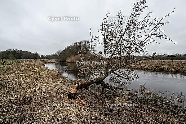 Feeding traces of beavers (Castor fieber) on willows (Salix), Lower Saxony, Germany [IBR124153314]