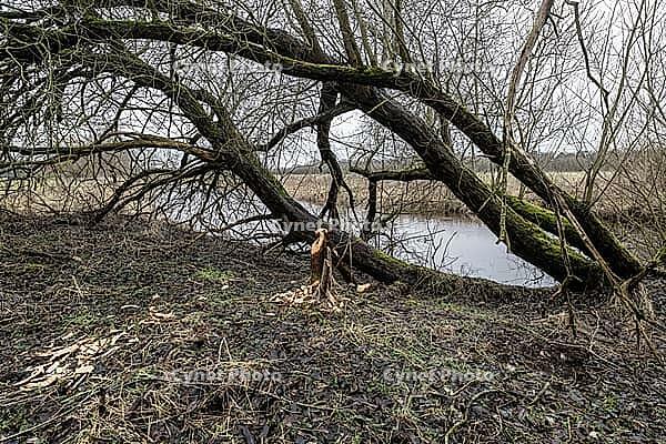 Feeding traces of beavers (Castor fieber) on willows (Salix), Lower Saxony, Germany [IBR124153315]