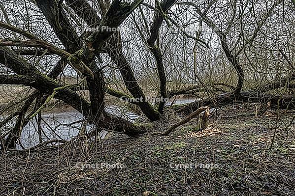 Feeding traces of beavers (Castor fieber) on willows (Salix), Lower Saxony, Germany [IBR124153316]
