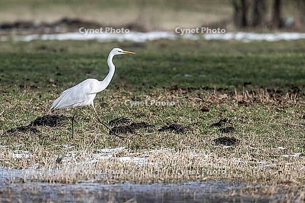 Great White Egret (Ardea alba), Lower Saxony, Germany [IBR124153318]