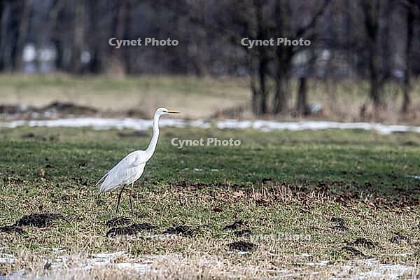 Great White Egret (Ardea alba), Lower Saxony, Germany [IBR124153319]