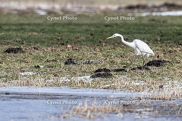 Great White Egret (Ardea alba), Lower Saxony, Germany [IBR124153320]