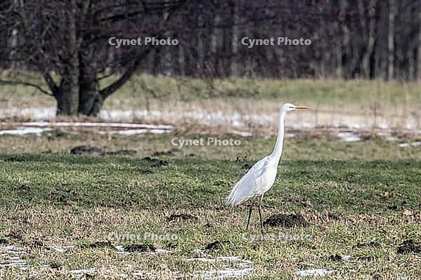 Great White Egret (Ardea alba), Lower Saxony, Germany [IBR124153321]
