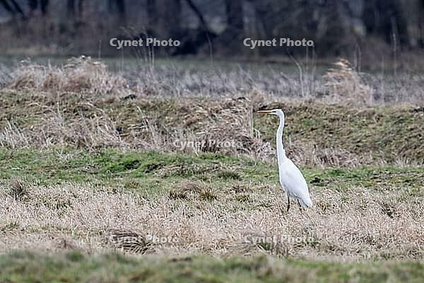 Great White Egret (Ardea alba), Lower Saxony, Germany [IBR124153322]
