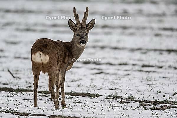 Roe deer (Capreolus capreolus), Lower Saxony, Germany [IBR124153323]