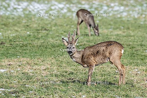 Roe deer (Capreolus capreolus), Lower Saxony, Germany [IBR124153324]