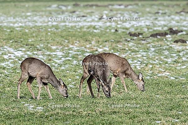 Roe deer (Capreolus capreolus), Lower Saxony, Germany [IBR124153326]