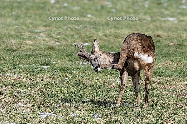 Roe deer (Capreolus capreolus), Lower Saxony, Germany [IBR124153327]