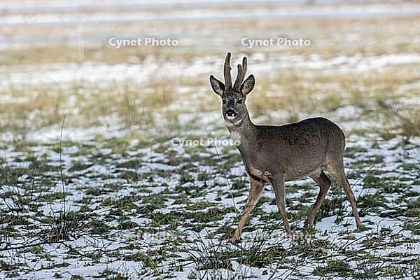 Roe deer (Capreolus capreolus), Lower Saxony, Germany [IBR124153328]
