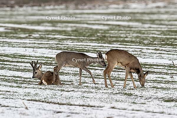 Roe deer (Capreolus capreolus), Lower Saxony, Germany [IBR124153329]