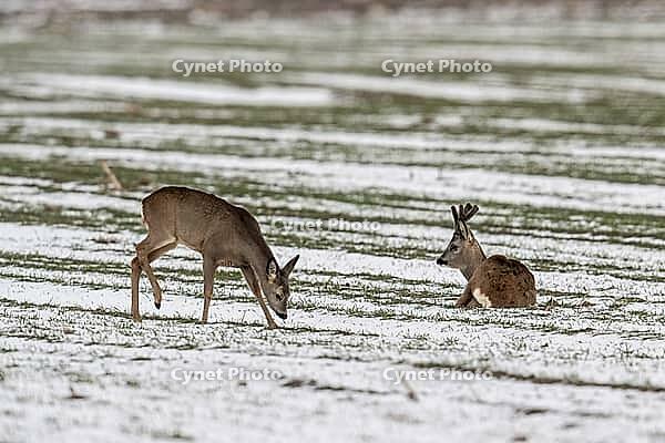 Roe deer (Capreolus capreolus), Lower Saxony, Germany [IBR124153332]