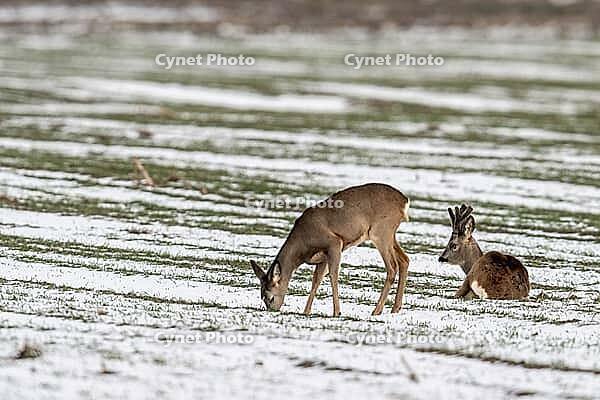 Roe deer (Capreolus capreolus), Lower Saxony, Germany [IBR124153334]
