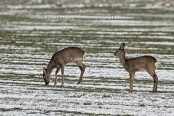 Roe deer (Capreolus capreolus), Lower Saxony, Germany [IBR124153335]