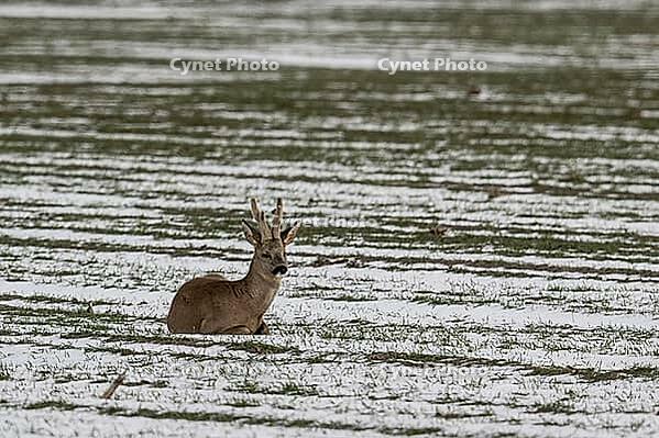 Roe deer (Capreolus capreolus), Lower Saxony, Germany [IBR124153336]