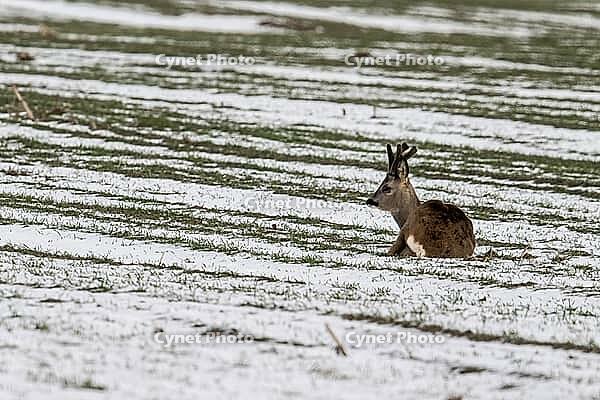 Roe deer (Capreolus capreolus), Lower Saxony, Germany [IBR124153337]