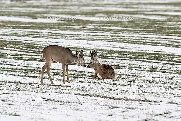 Roe deer (Capreolus capreolus), Lower Saxony, Germany [IBR124153338]
