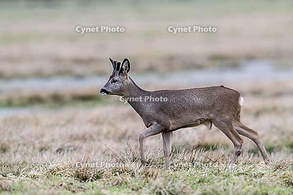 Roe deer (Capreolus capreolus), Lower Saxony, Germany [IBR124153339]