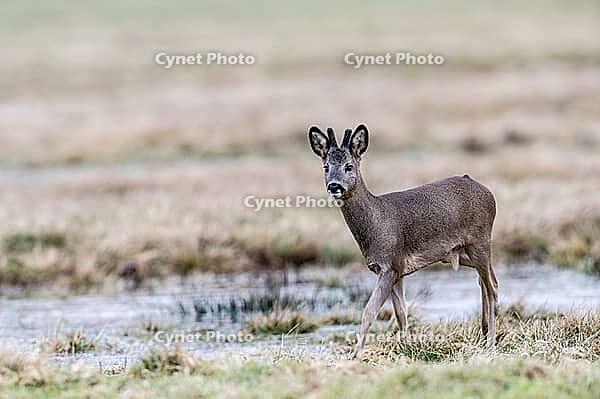 Roe deer (Capreolus capreolus), Lower Saxony, Germany [IBR124153341]