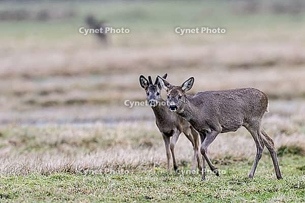 Roe deer (Capreolus capreolus), Lower Saxony, Germany [IBR124153342]